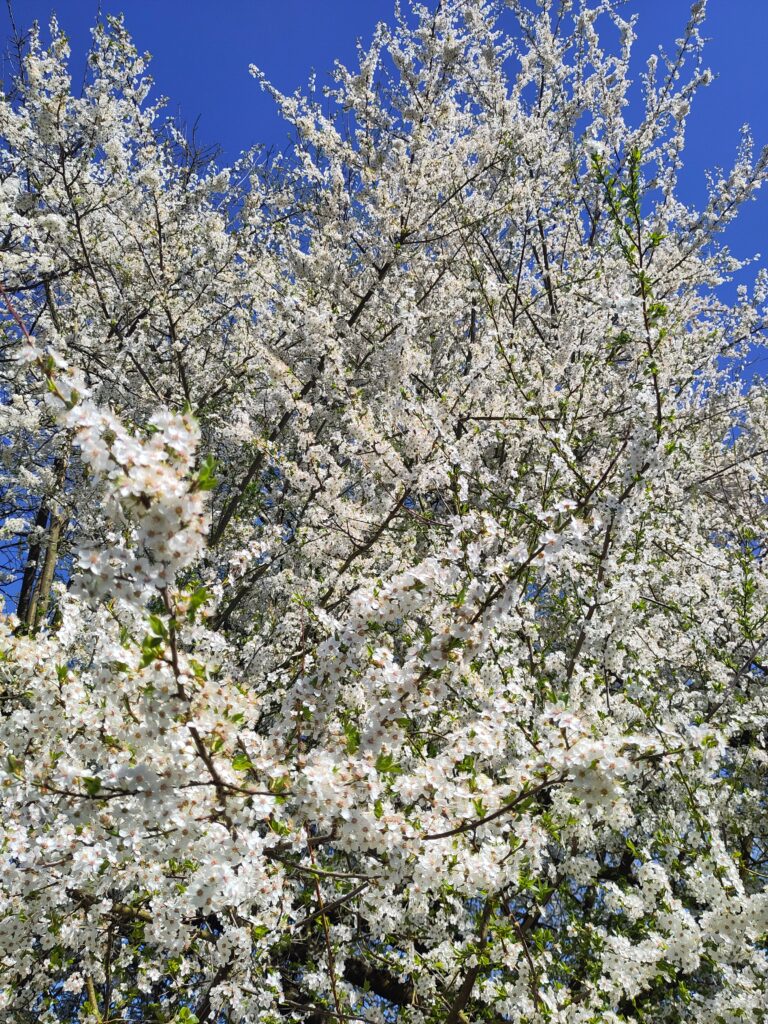 Mirabellenbaum in voller Blüte vor blauem Himmel